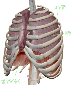 diaphragma-lobus