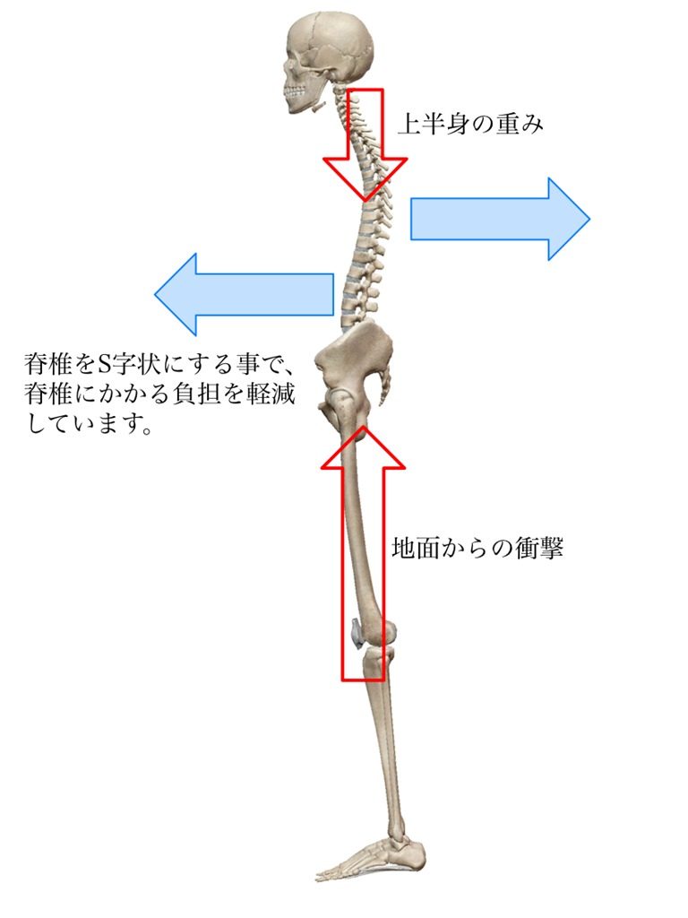 脊椎弯曲